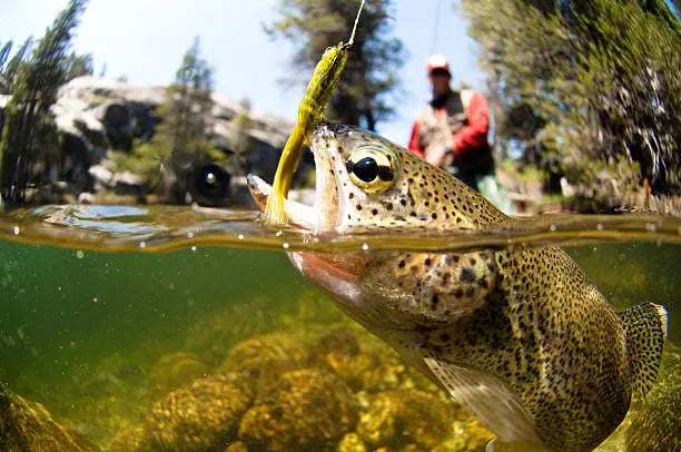 A Complete Fly Fishing Guide for Beginners